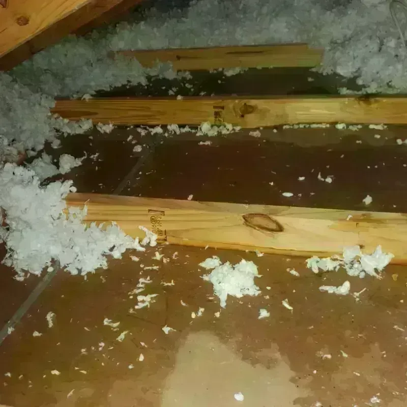 Attic Water Damage in Zellwood, FL